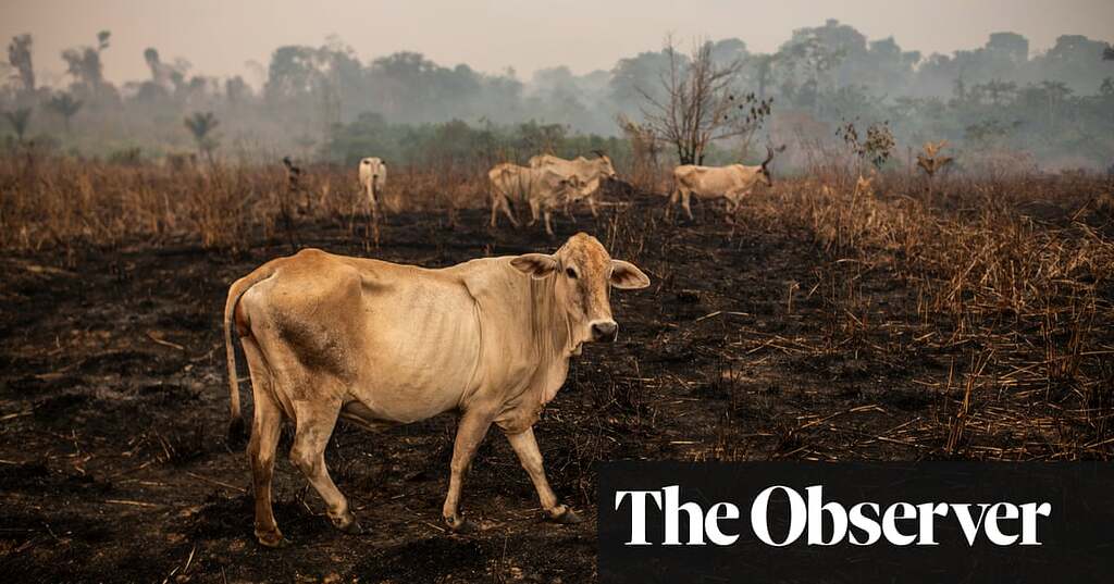 Could ai save the amazon rainforest articles tzm forum